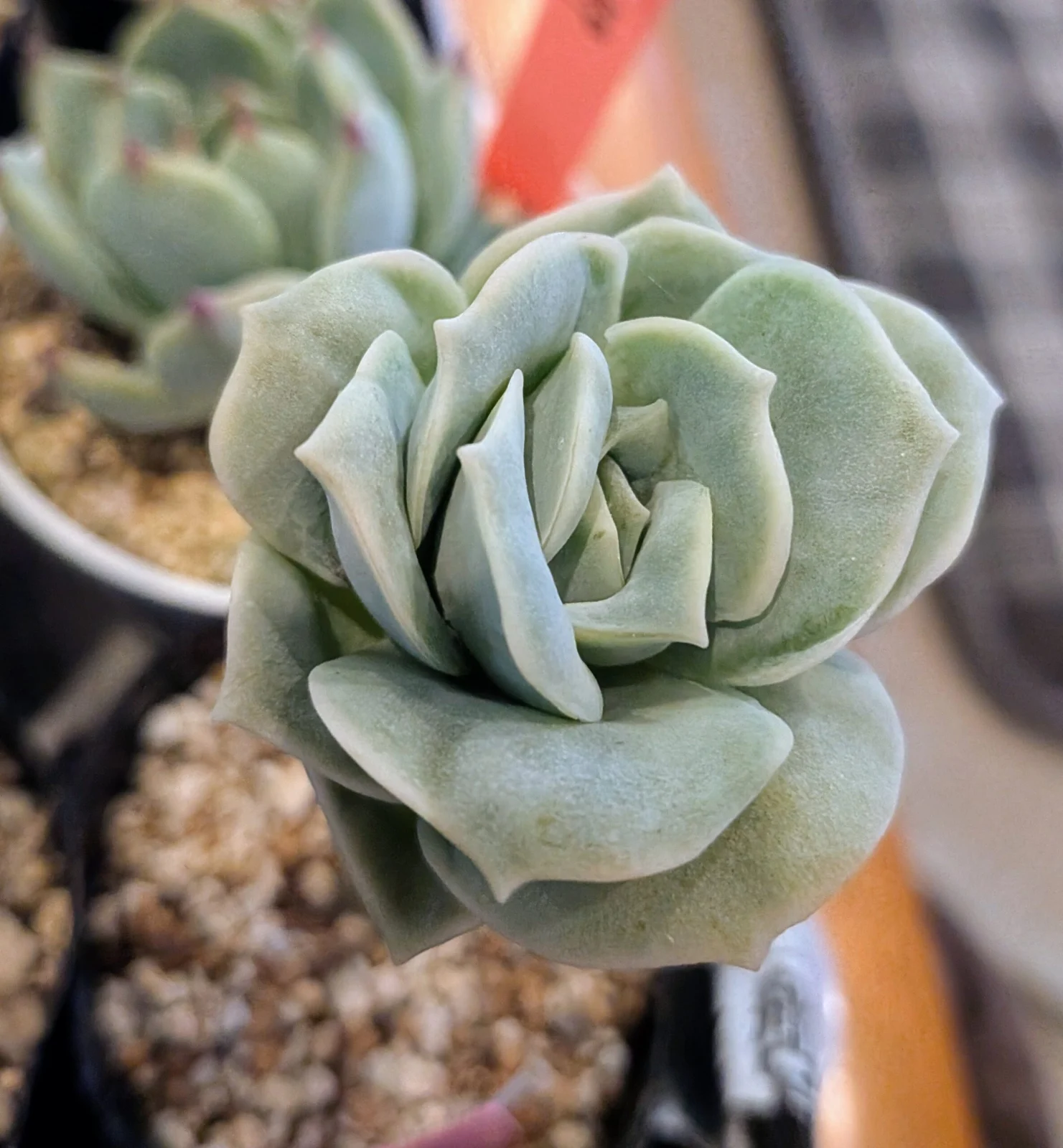 多肉植物　エケベリア　ラブリーローズ