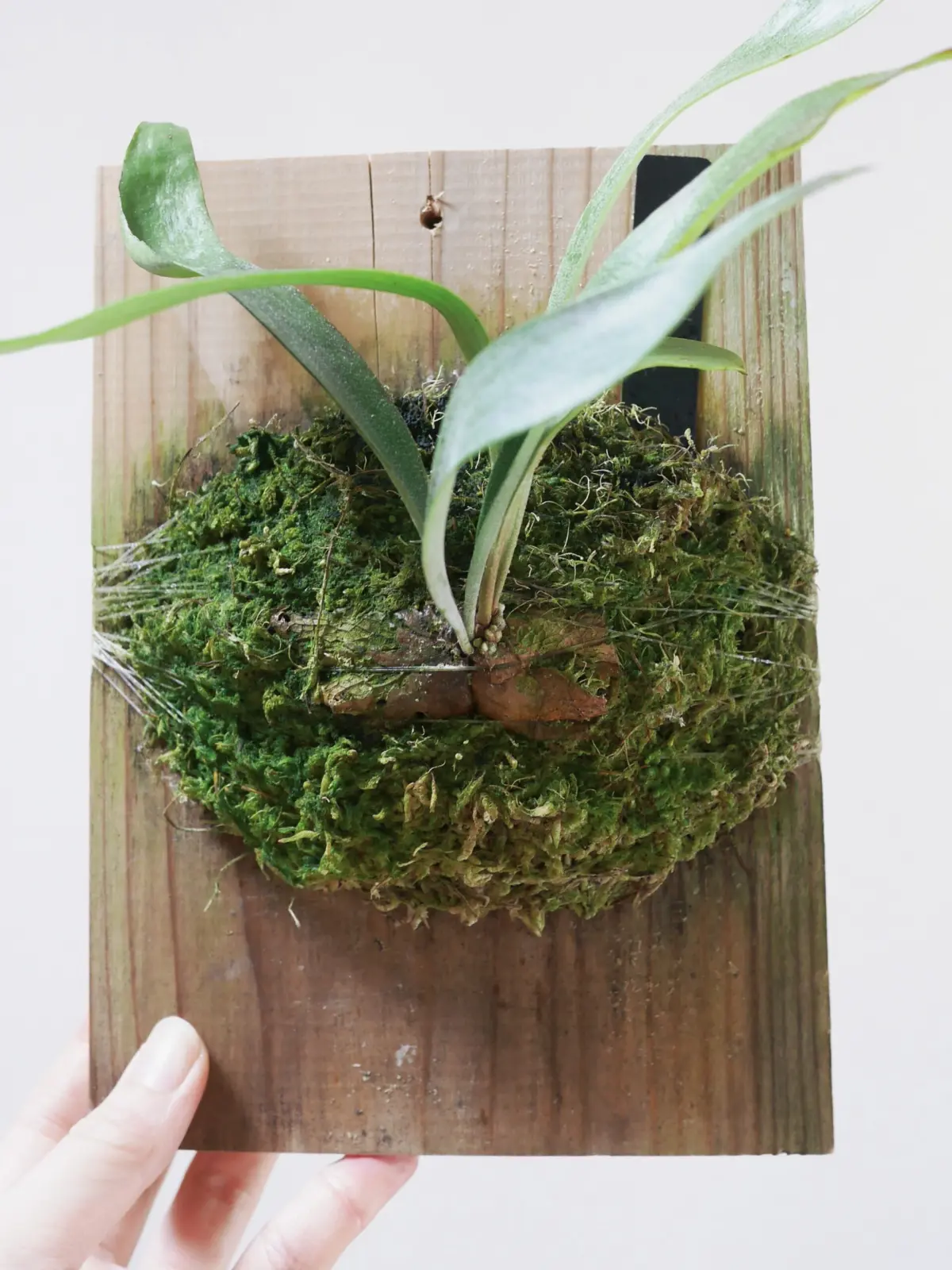 ビカクシダ 美人