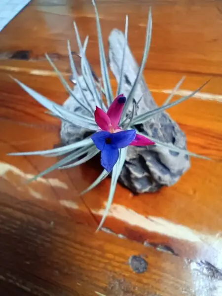 ティランジア アエラントス ミニパープル 花