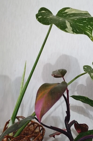 モンステラ　タイコン　新芽