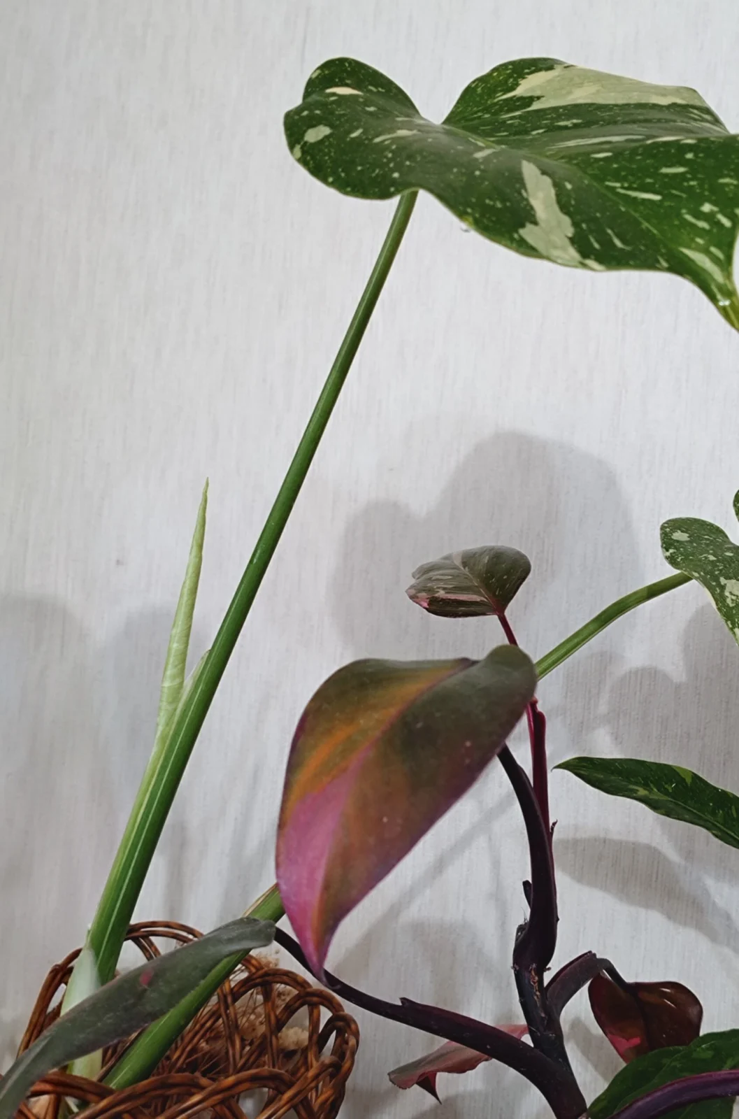 モンステラ　タイコン　新芽