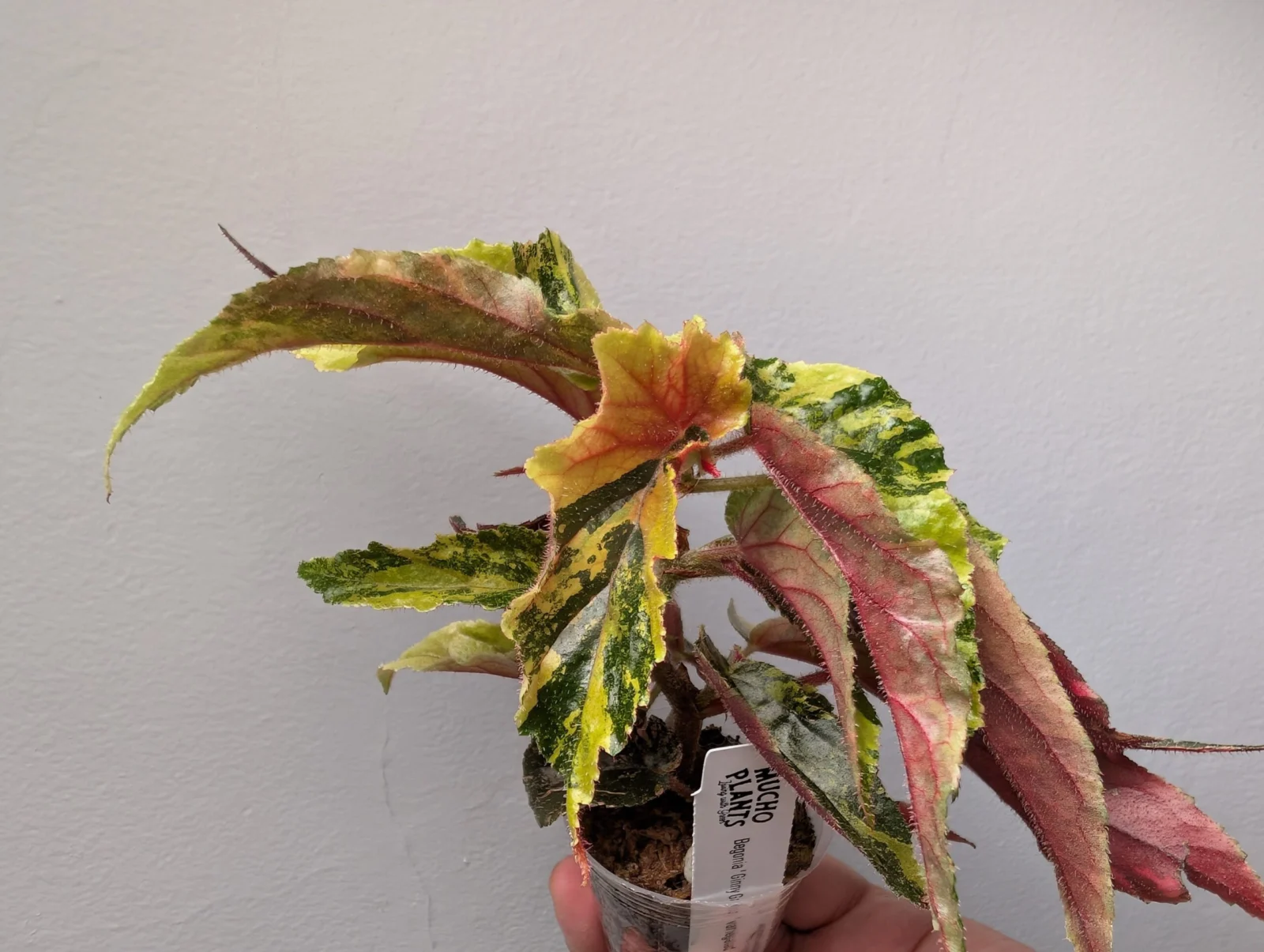 ベゴニア ジニー銀河 Ginny Galaxy variegated