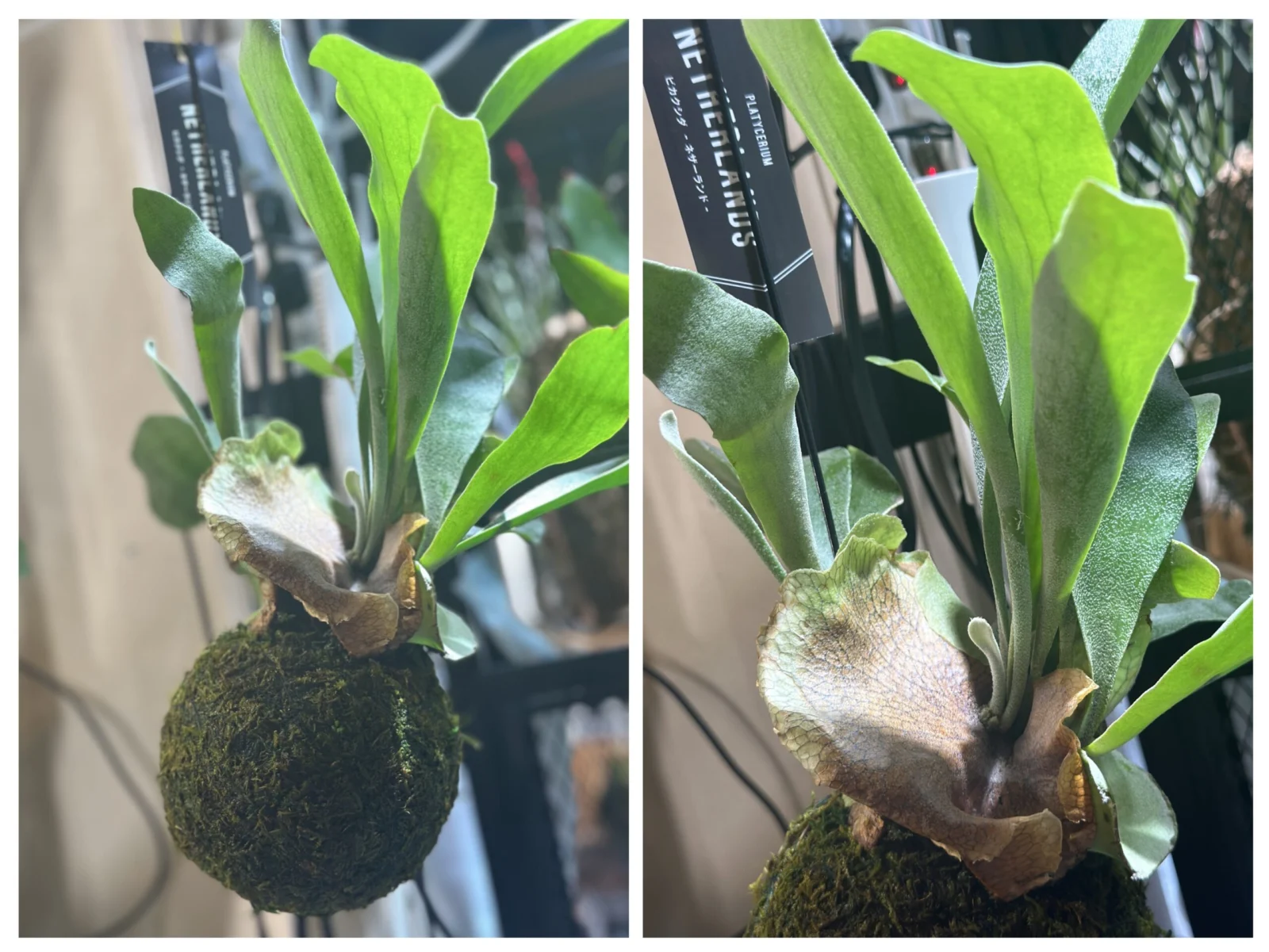 ビカクシダ　ネザーランド　苔玉　4つの成長点