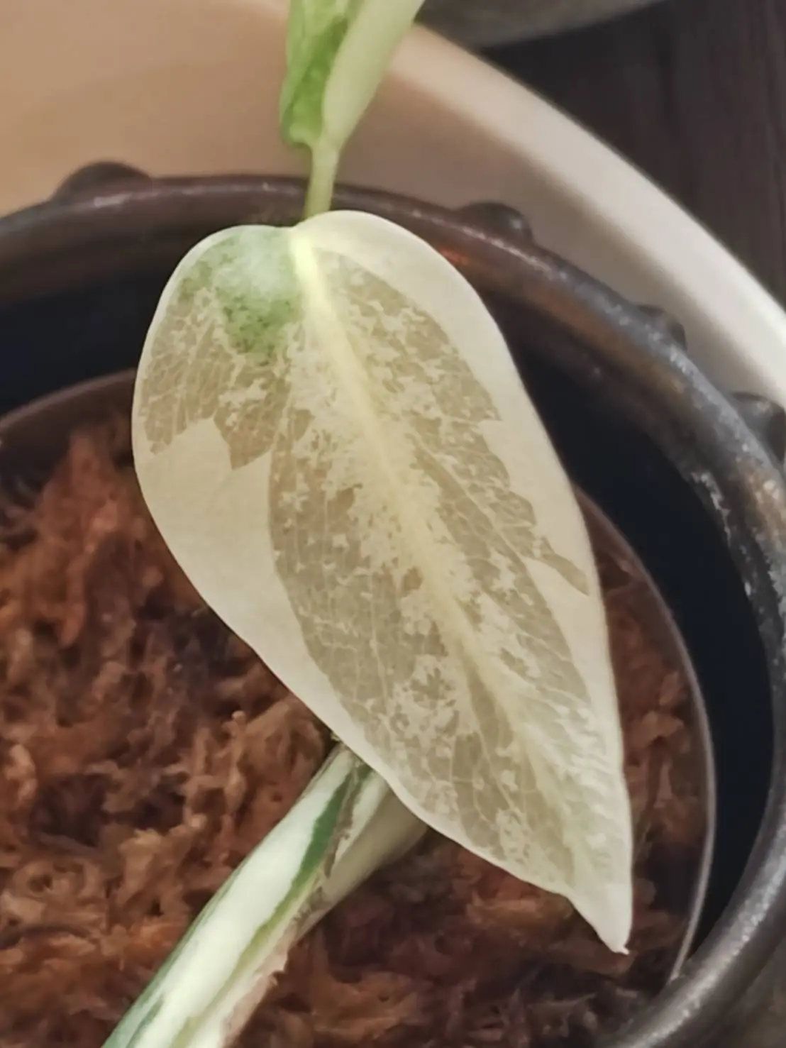 モンステラ ボルシギアナ アルボ 02_斑入り 溶けた→乾いてきた