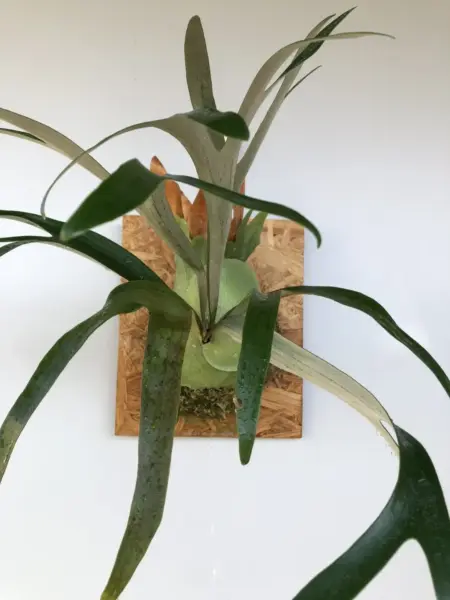 ビカクシダ ワルシー