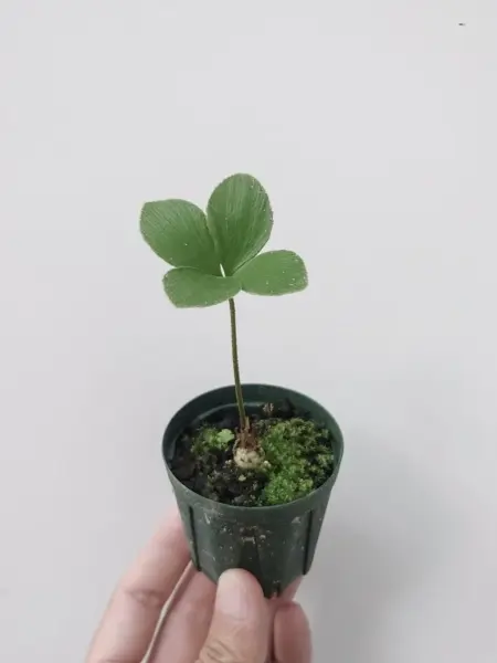 ザミア フラフラセア