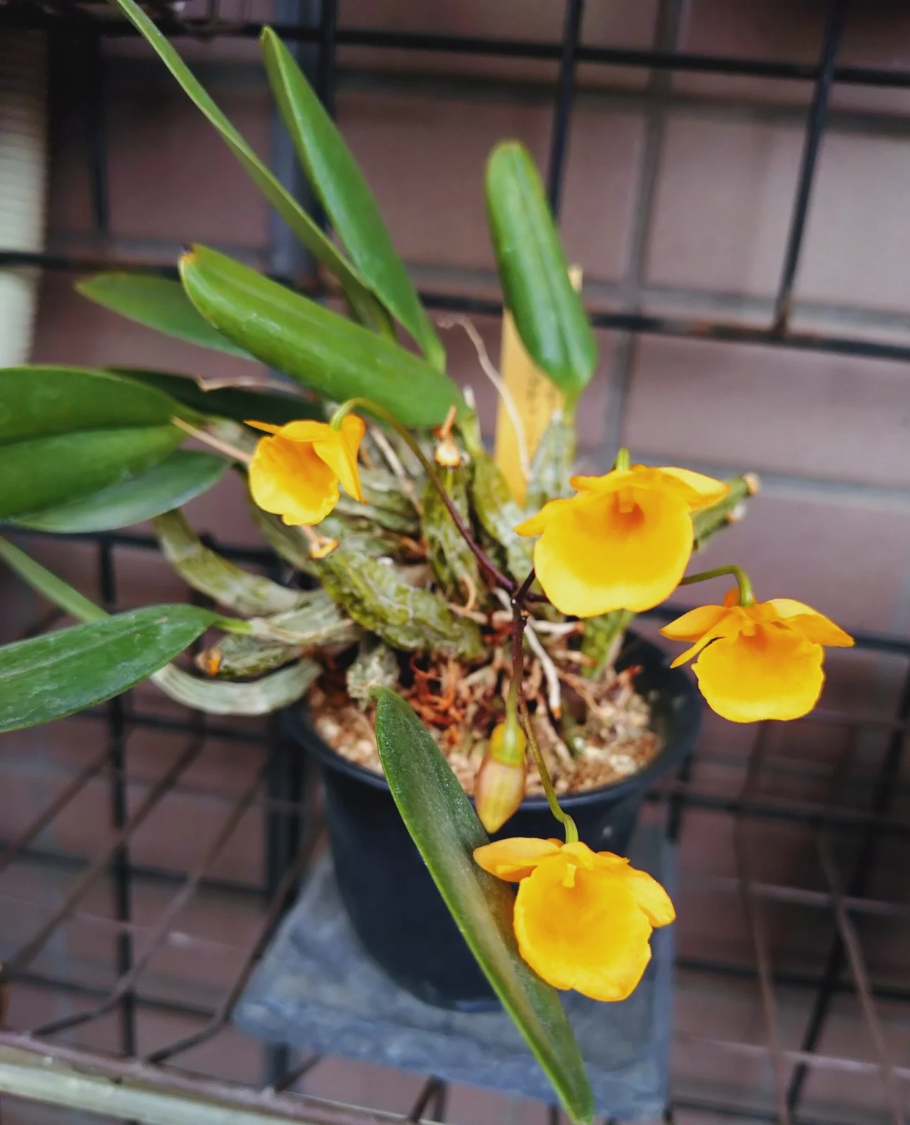デンドロビウム アグレガタム×ジェンキンシー 開花