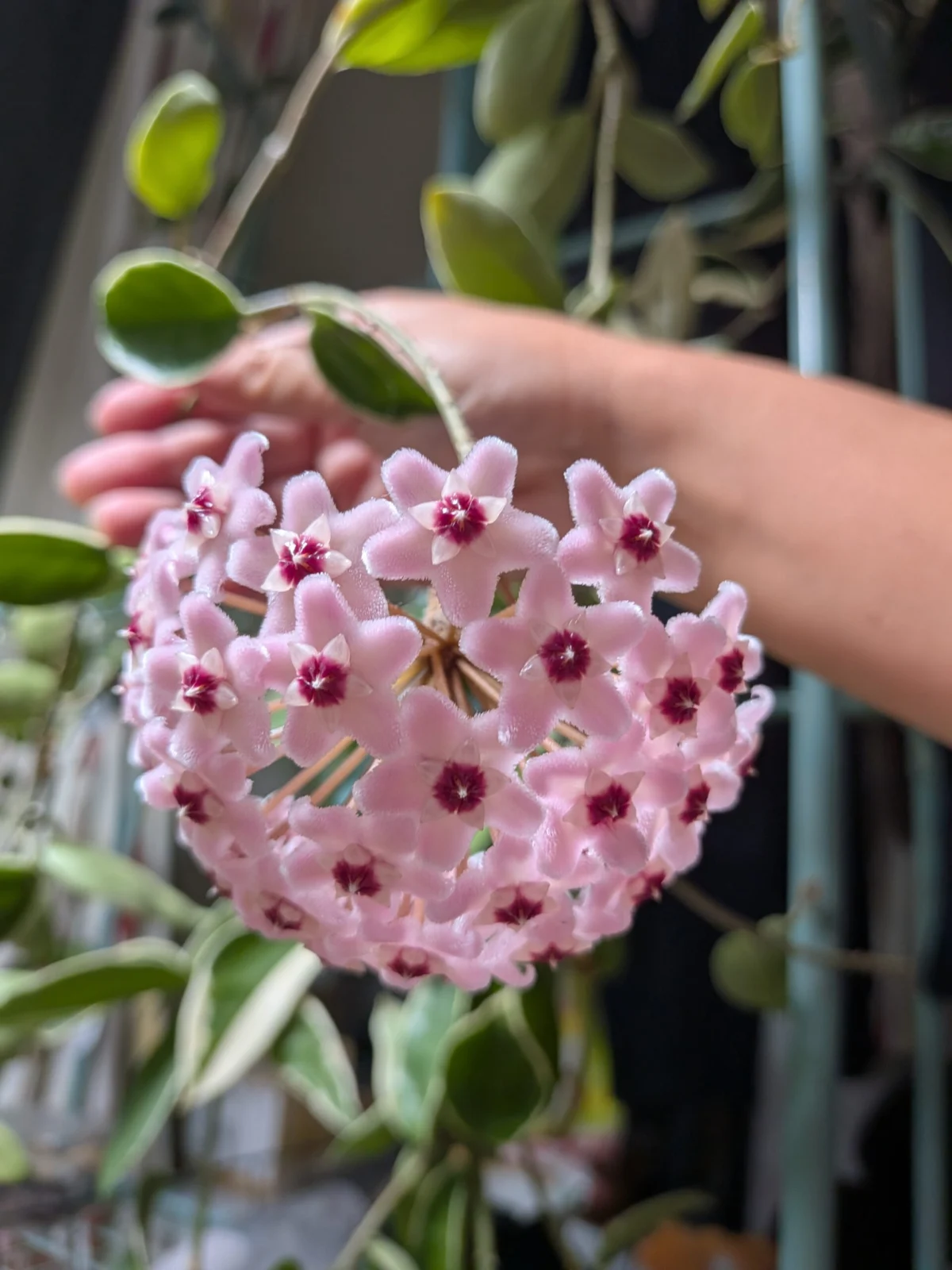 ホヤ　カルノーサ　花