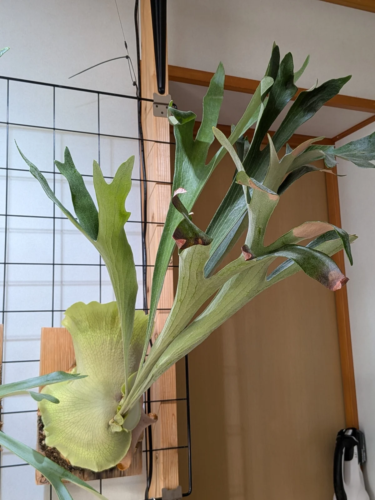 ビカクシダ ビフルカツム