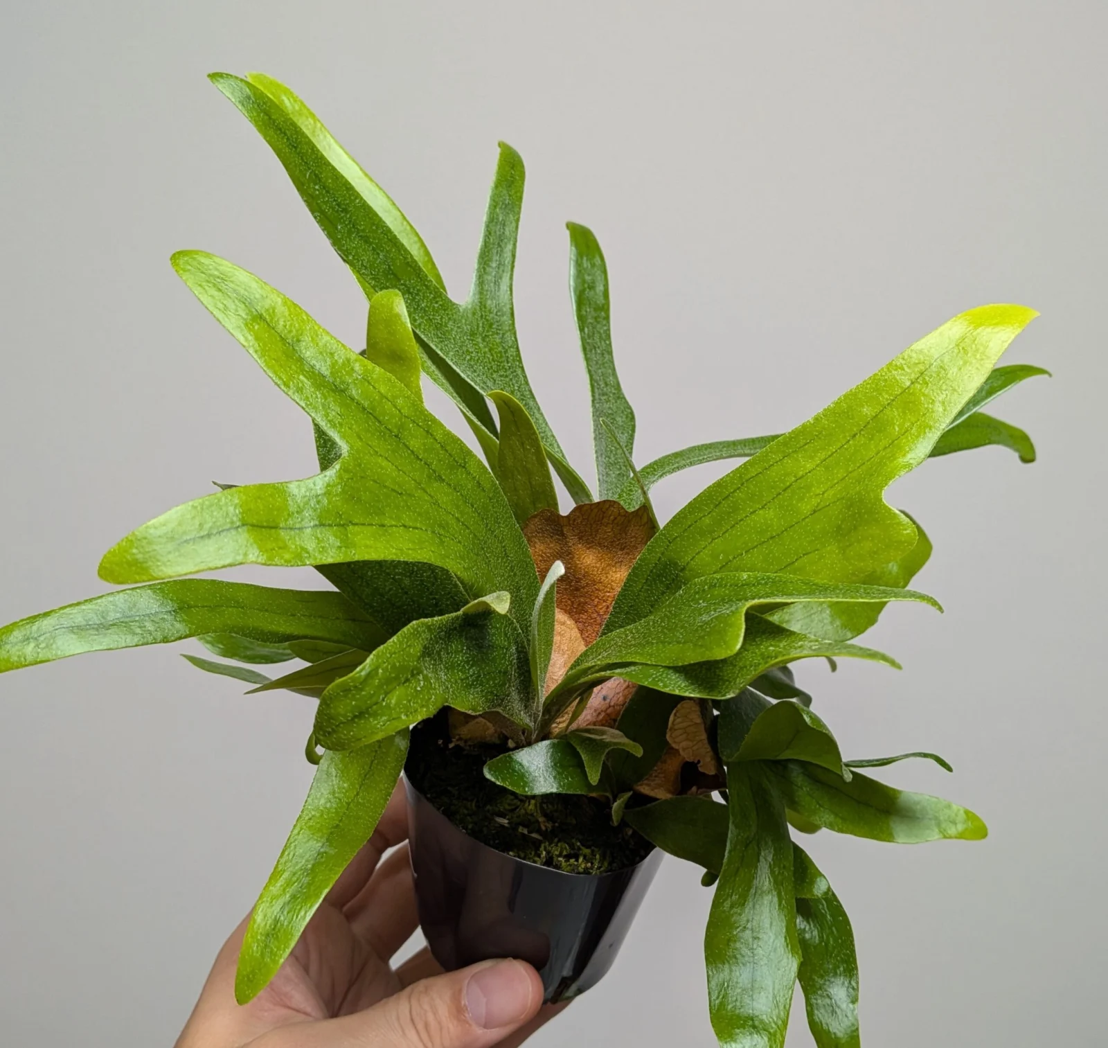 ビカクシダ コモチ – Plants Navi
