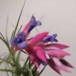 Meteoro Rosaのアバター