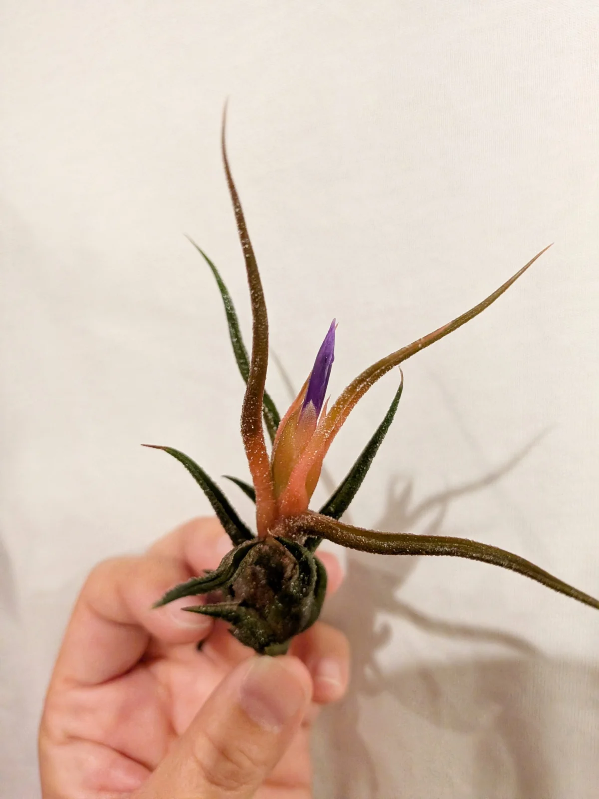 ティランジア　プルイノーサ　蕾