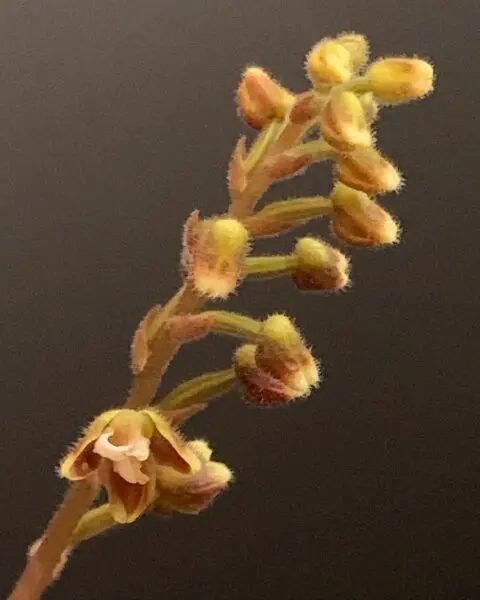ジュエルオーキッド マコデスペトラ 花