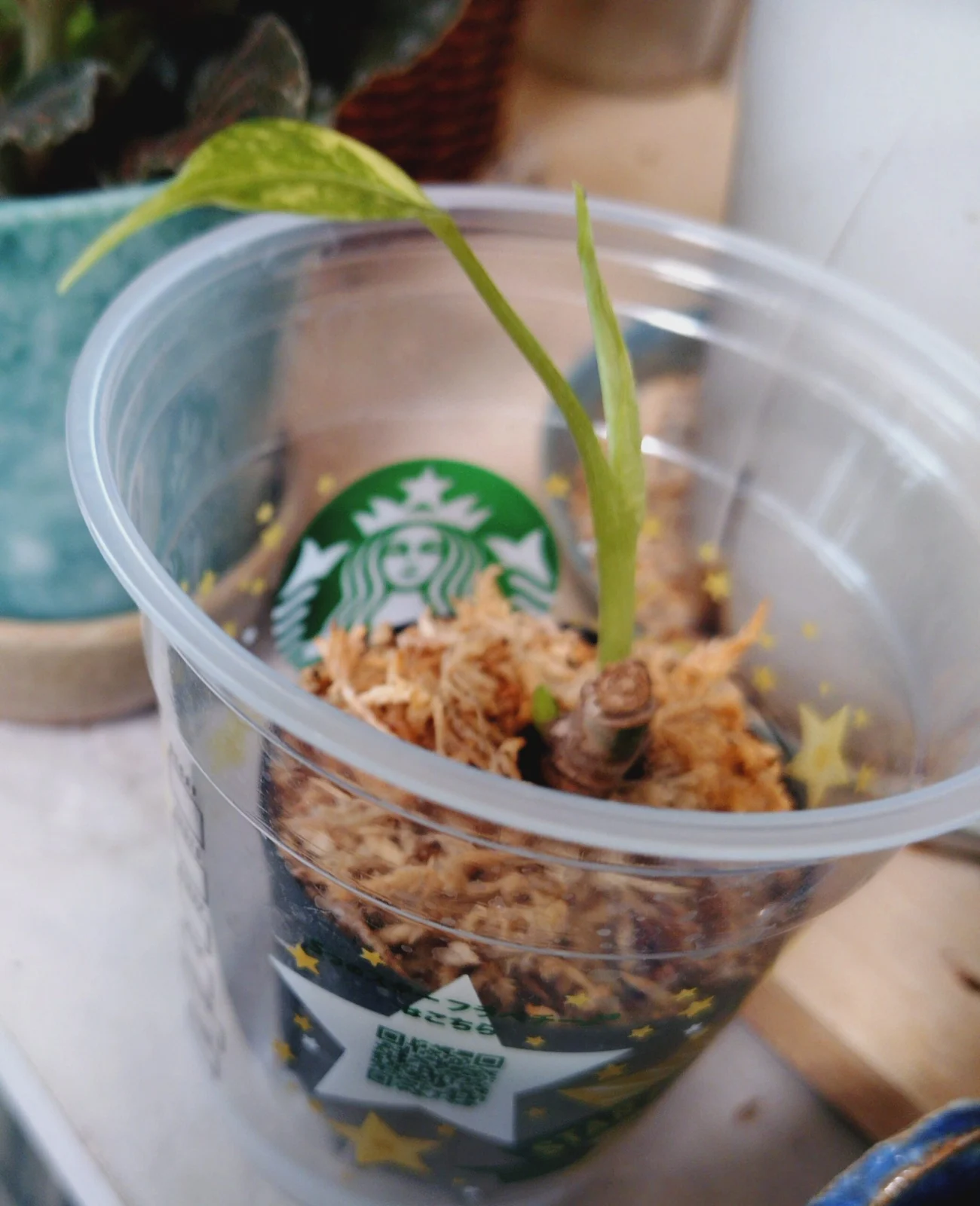 モンステラタイコンステレーション　茎伏せ