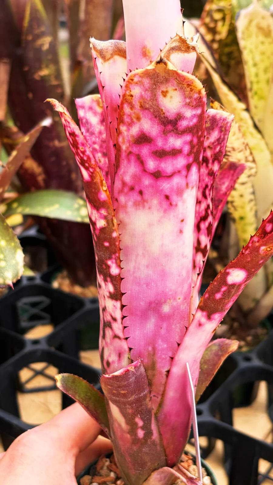 ビルベルギア　トンプライ　ピンクラヴァ