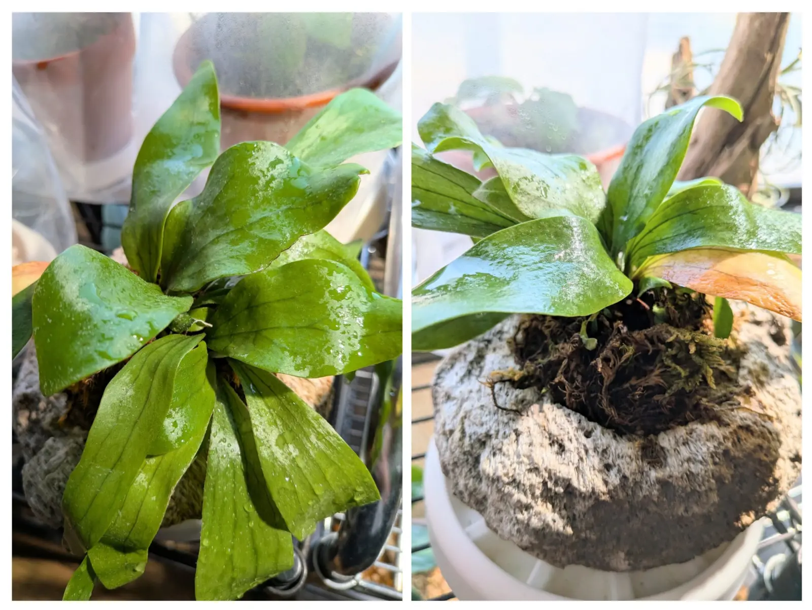 ビカクシダ　コモチ