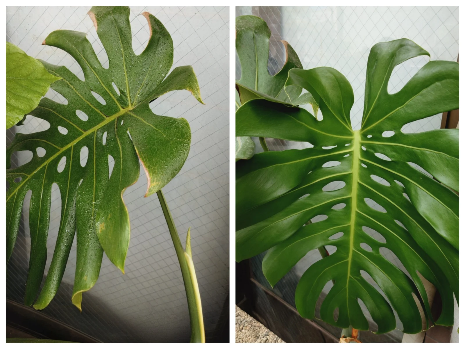 モンステラ 新葉の成長 1ヶ月