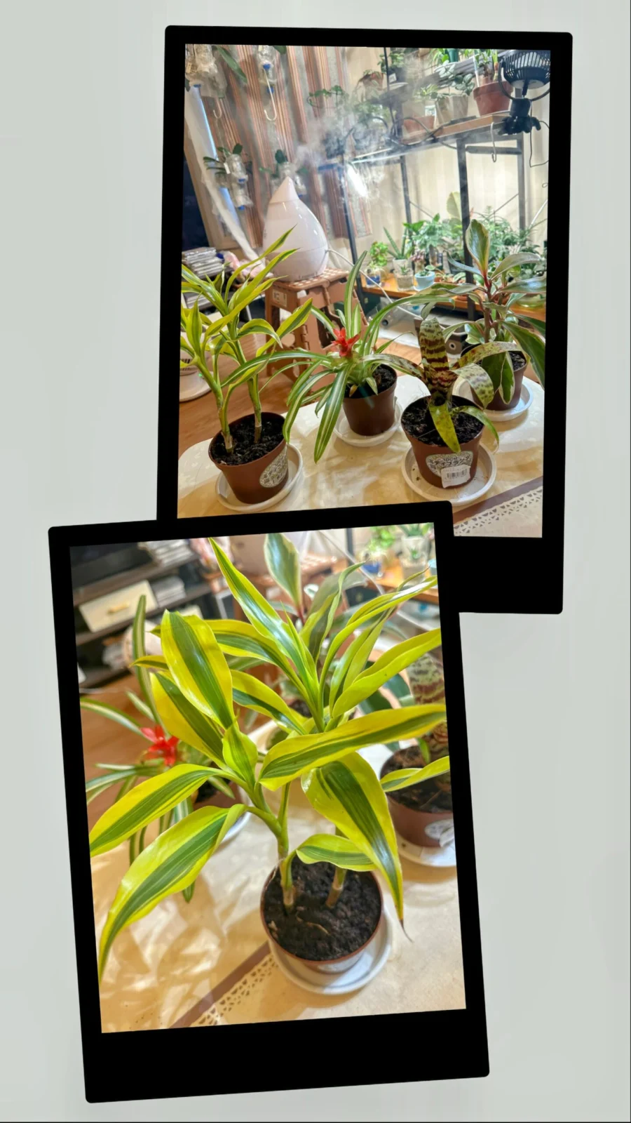 ドラセナ　サンデリアーナゴールド