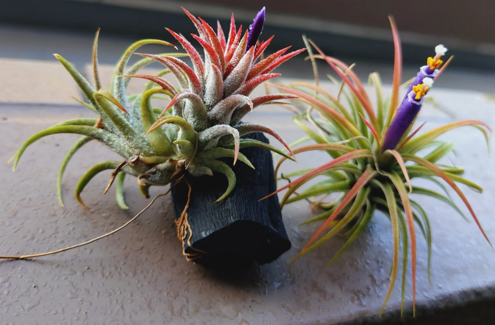 ティランジア　炭に着生　開花