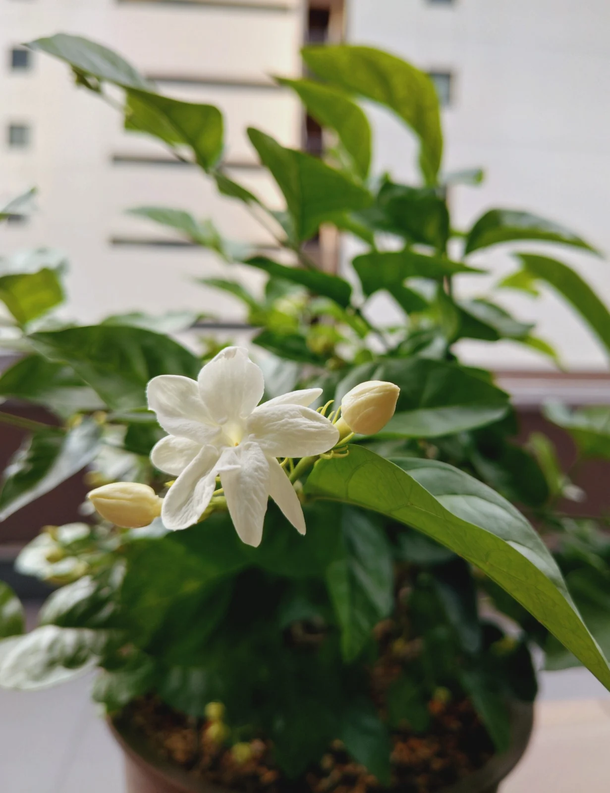 ジャスミン　開花まつり　再び