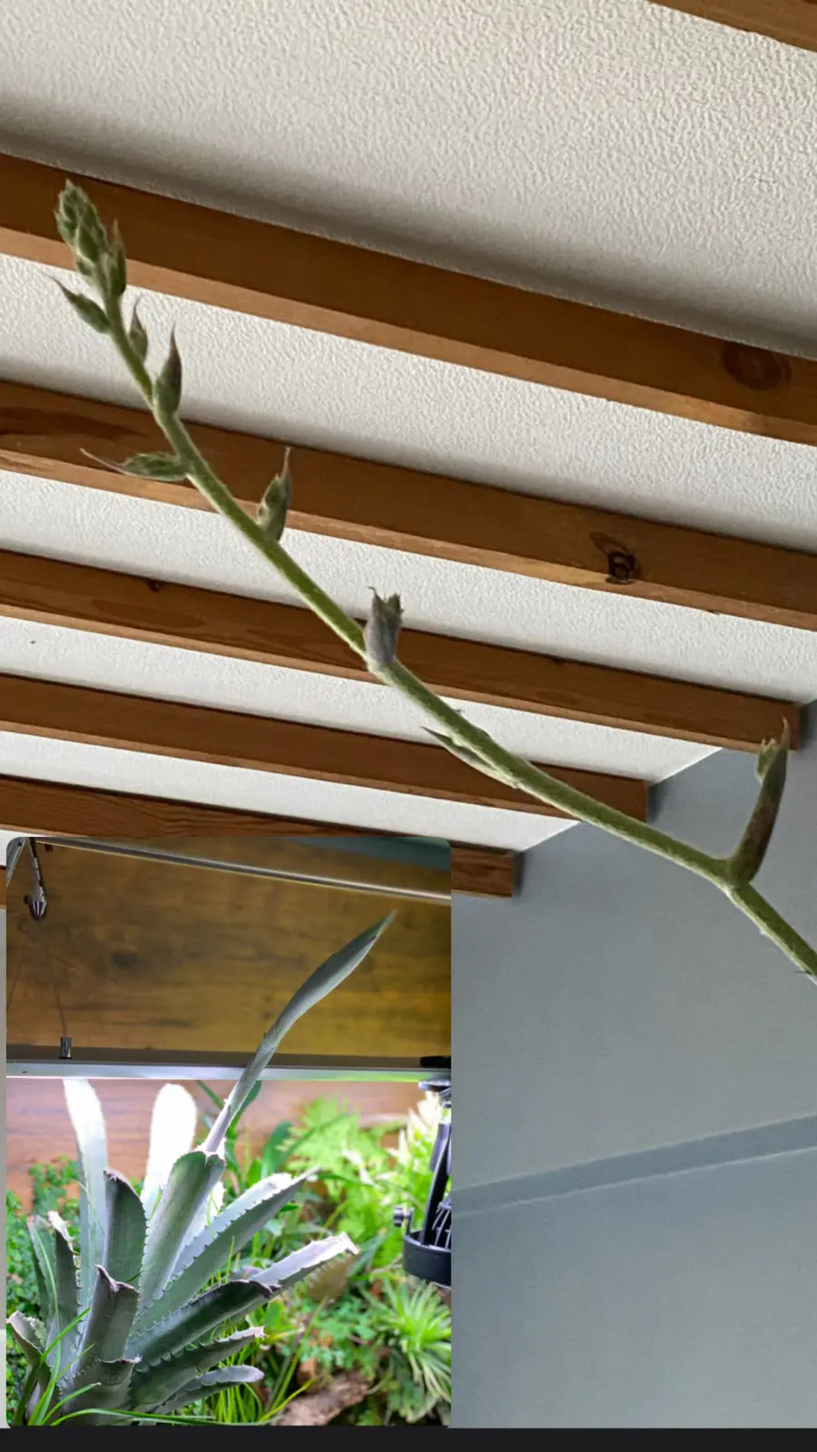 ホヘンベルギア　レオポルドホルスティ　ブラックフォーム　花