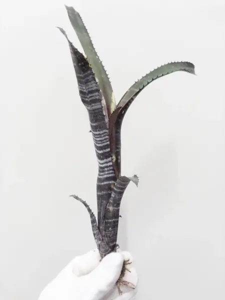 ビルベルギア オビワン