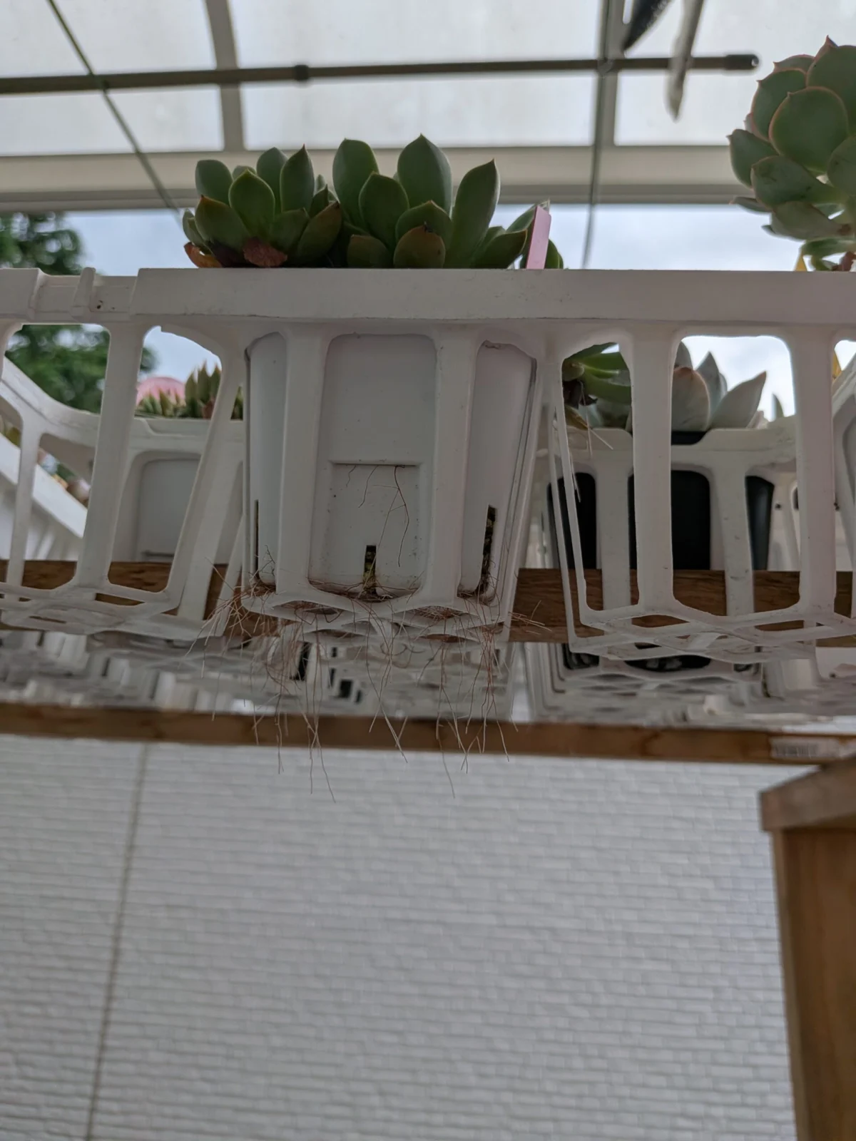 多肉植物　エケベリア　根っこ