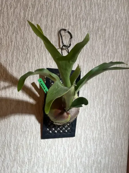 ビカクシダ ミニーベル