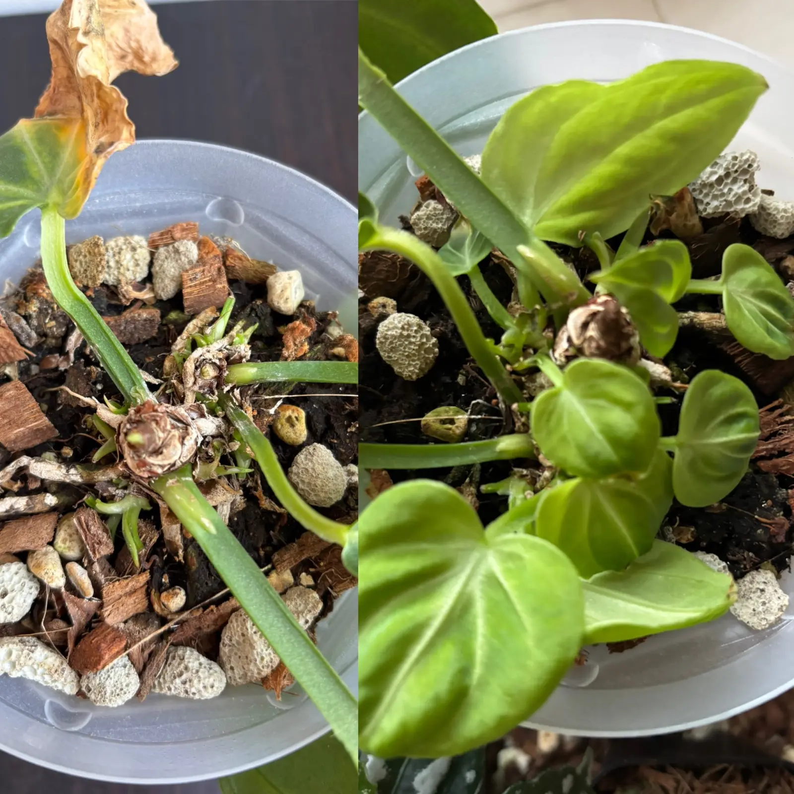 アンスリウム　ヴィレナオルム