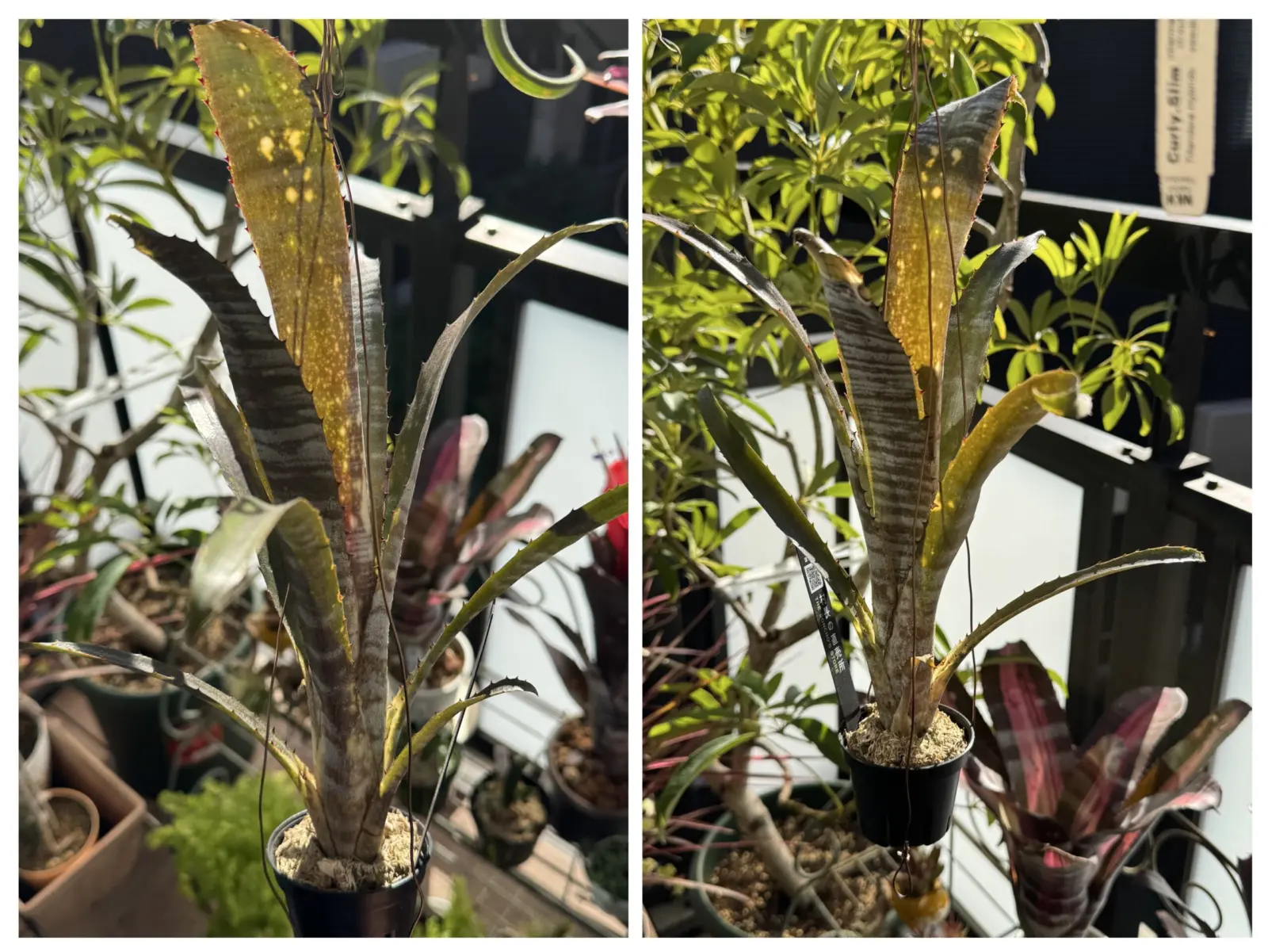 ビルベルギア パイプライン