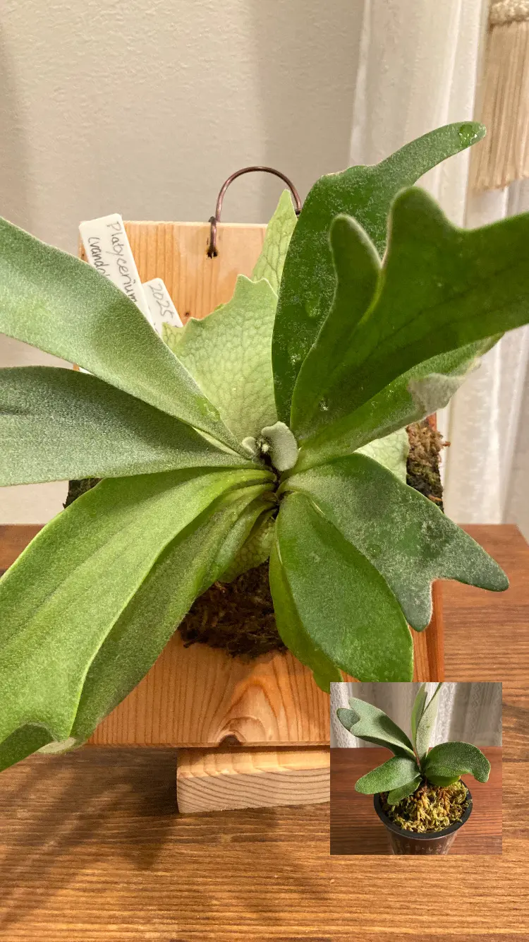 ビカクシダ　ベイチー