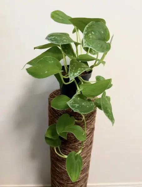 スキンダプサス sp.