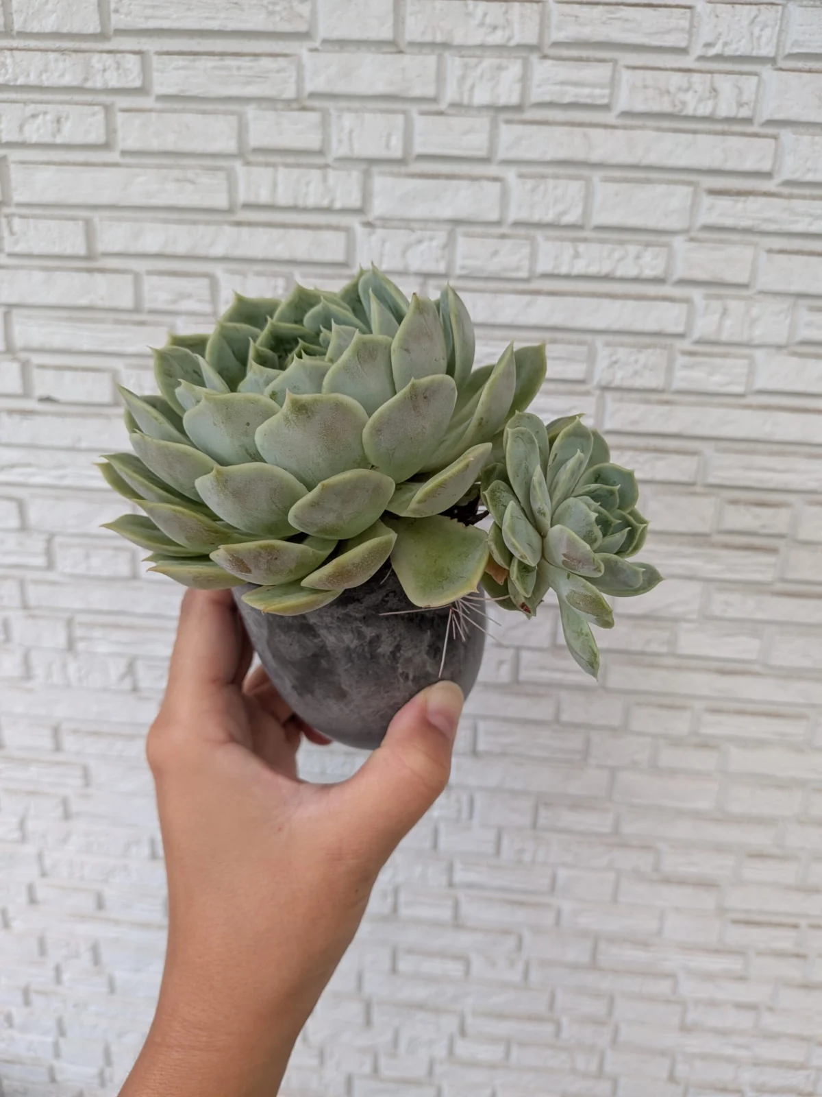 多肉植物 エケベリア オウンスロウ DAISO