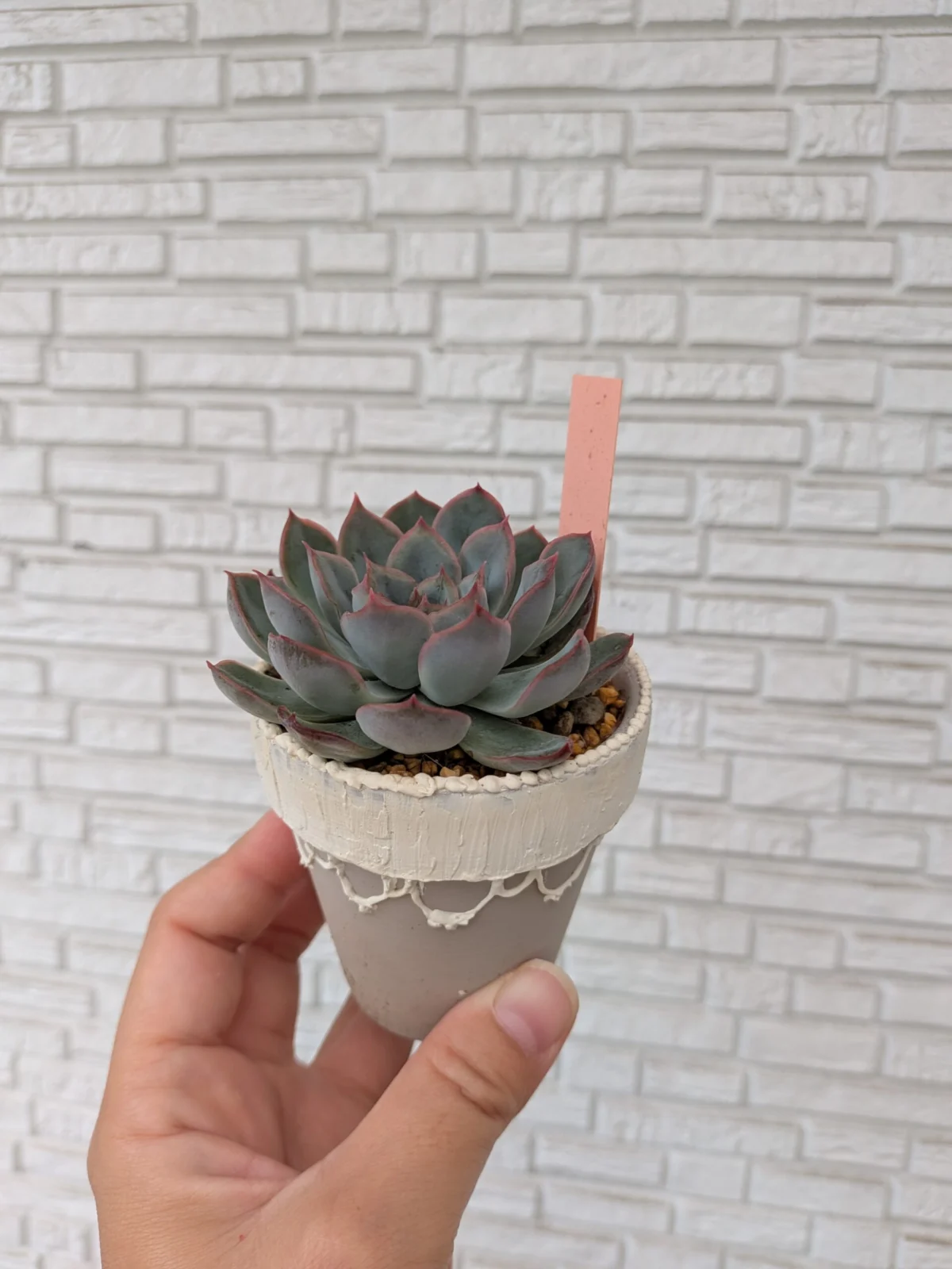 多肉植物　エケベリア　オリオン　DAISO