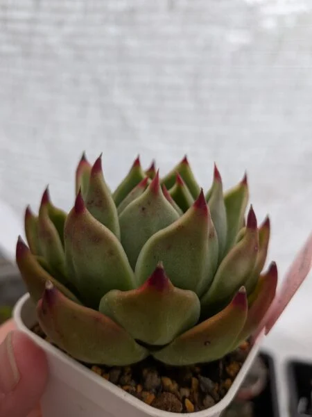 多肉植物　エケベリア　ブルードラゴン