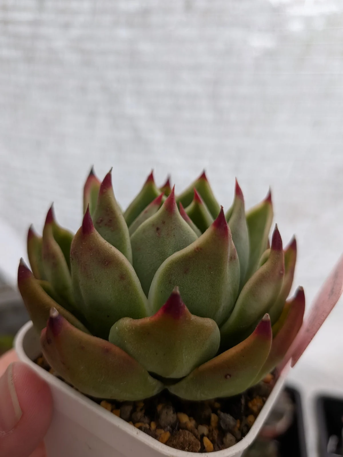 多肉植物 エケベリア ブルードラゴン