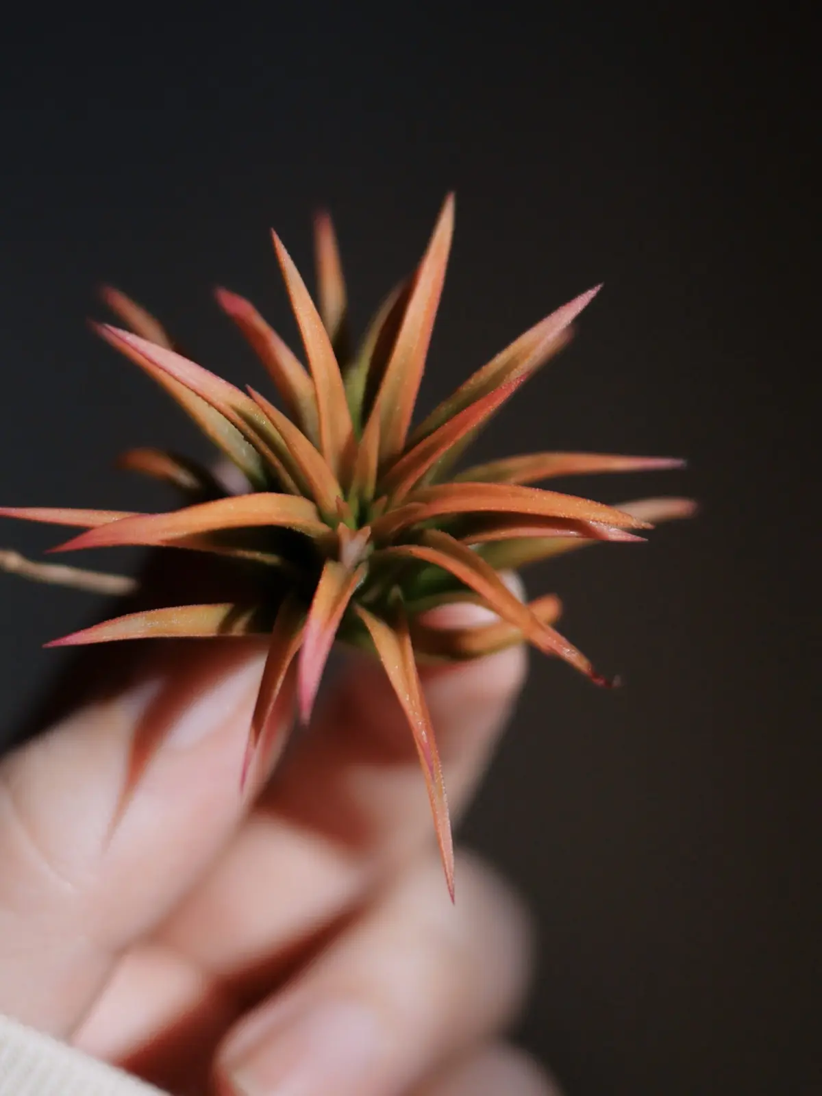 ティランジア　イオナンタ　オールウェイズピンク