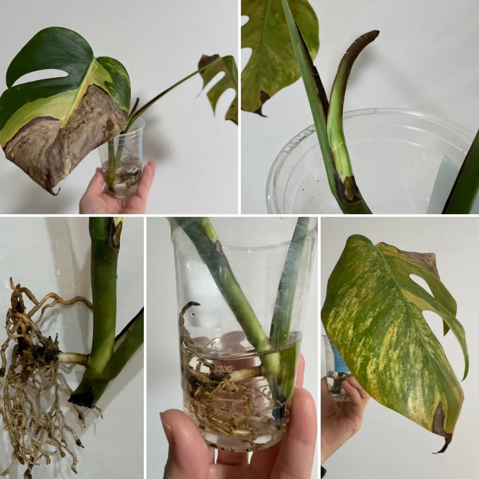 モンステラ　オーレア