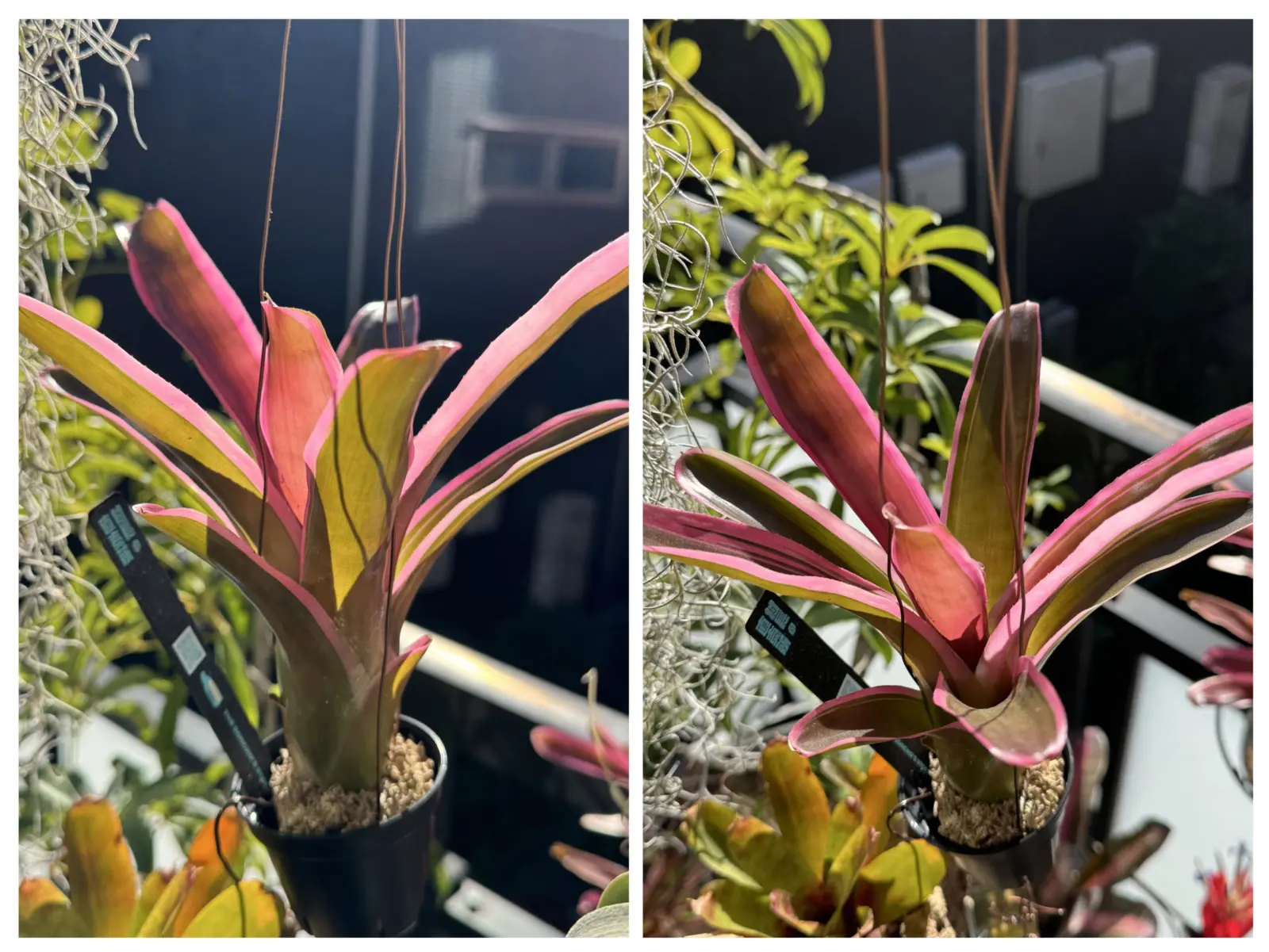 ネオレゲリア スピークノーイーブル