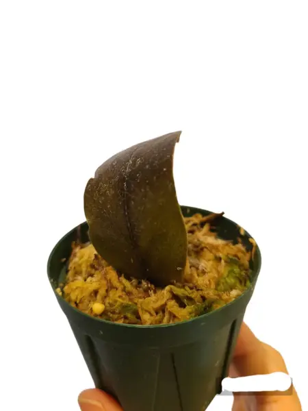 ザミオクルカス レイヴン