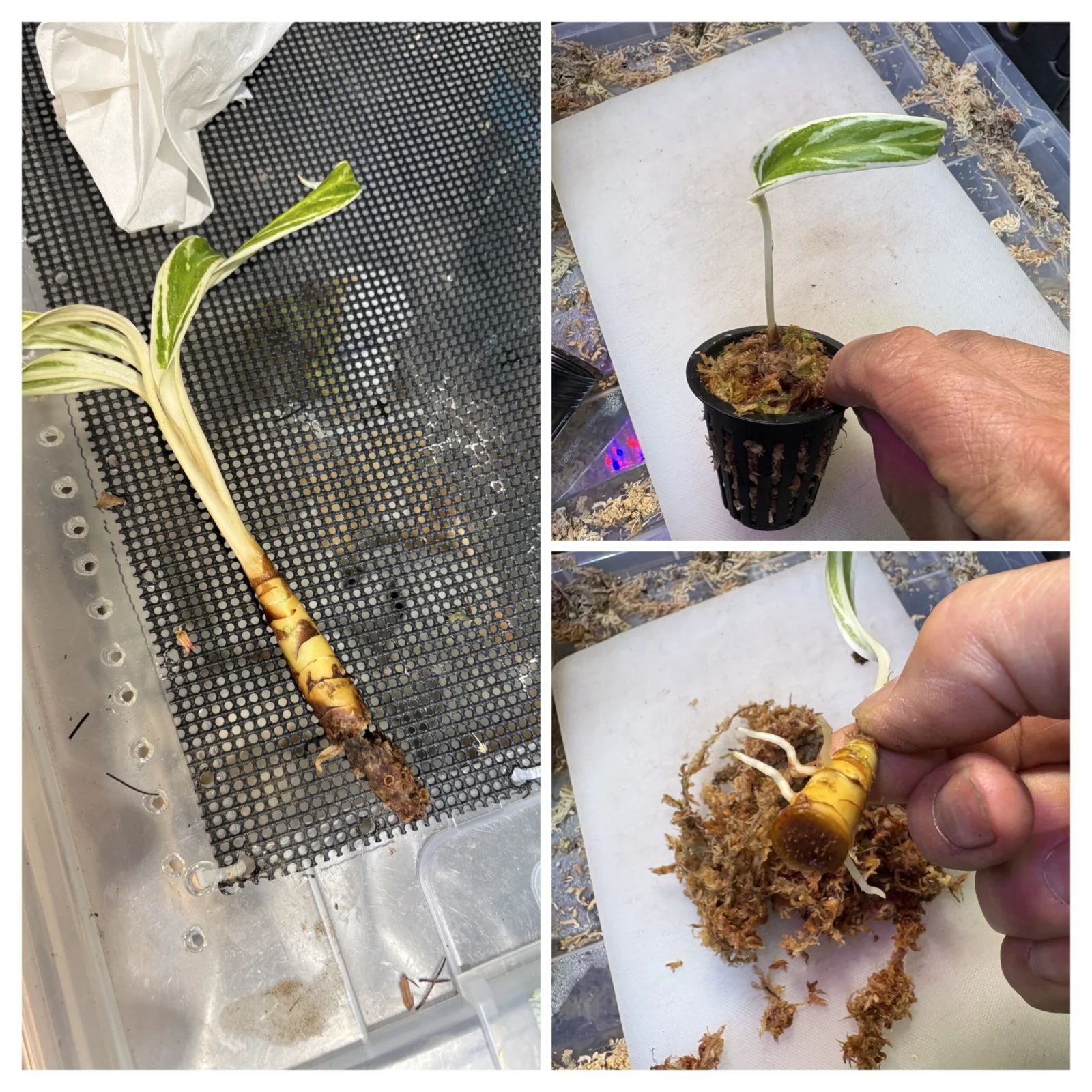 アグラオネマ　ホワイトバンブー　根腐れ　そして発根へ