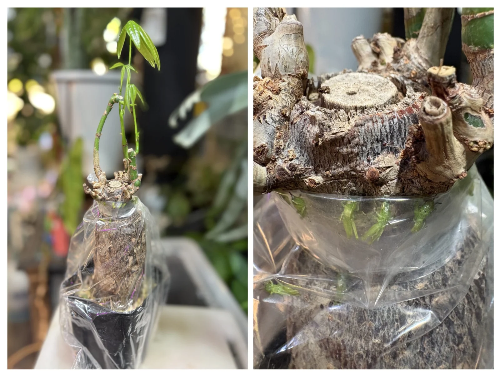 パキラ　鉢密閉から新葉展開からのイナゴ孵化