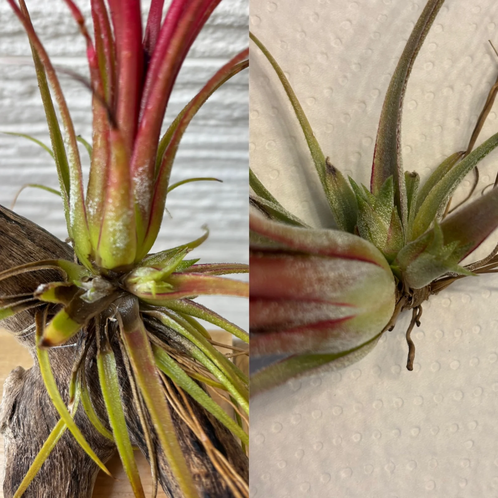 ティランジア　イオナンタフエゴ　レッドジャイアント　枯れ