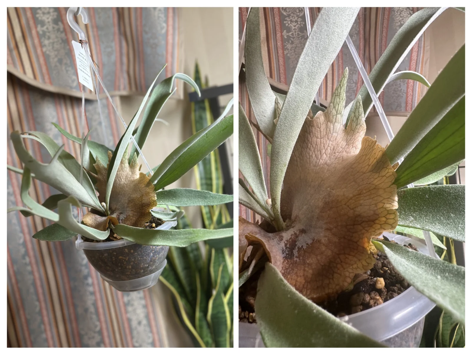 ビカクシダ　ヴィーチー　吊り下げ鉢