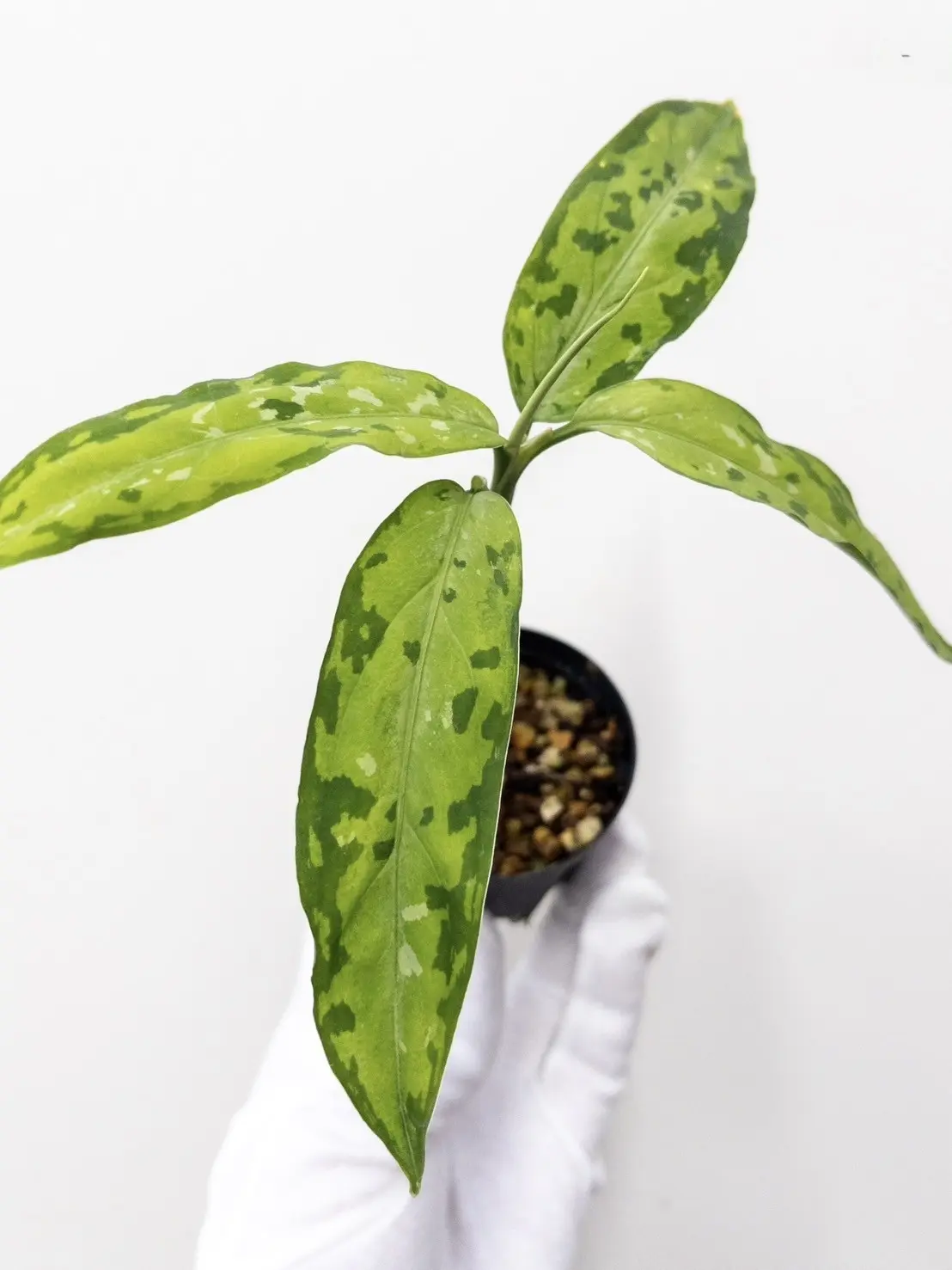 アグラオネマ ピクタム細葉