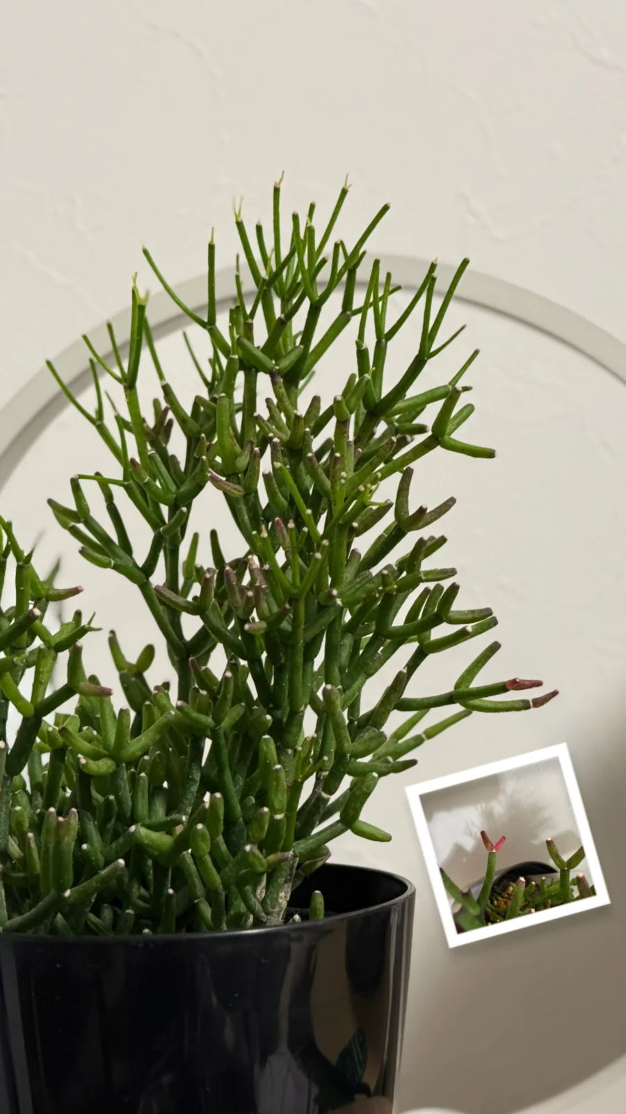 リプサリス　ハティオラ・バンブソイデス