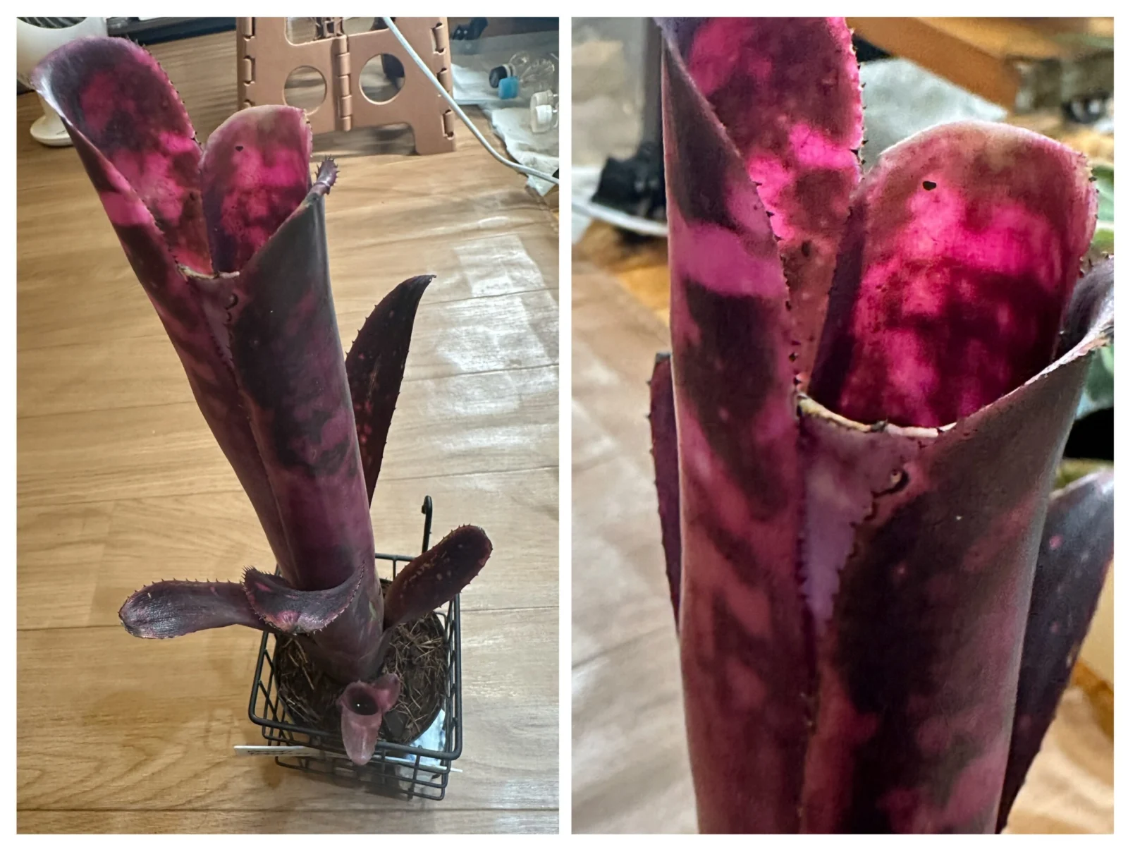 ビルベルギア インセンディアリーデライト 子株付き