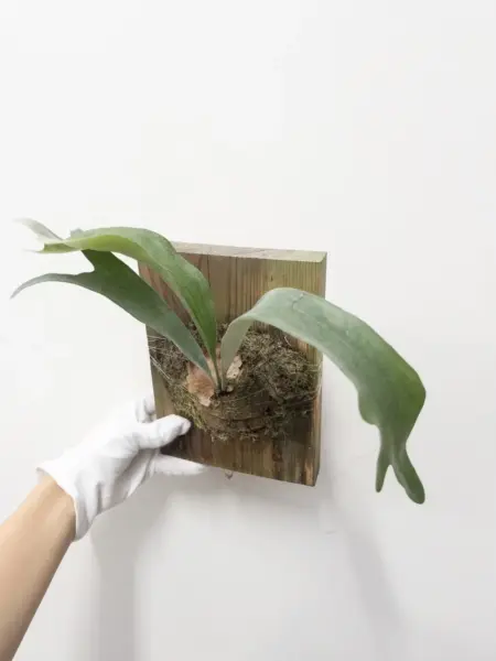 ビカクシダ タチバ