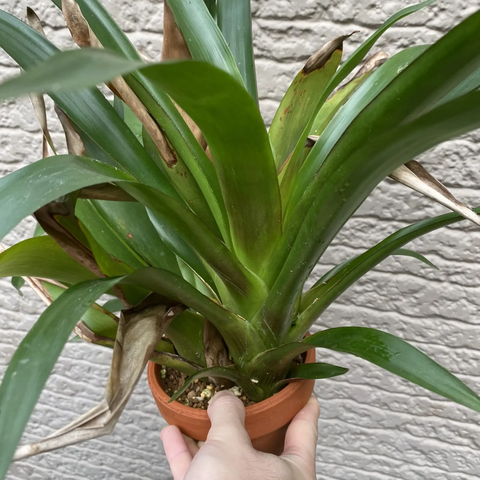 グズマニア　硝酸カルシウム