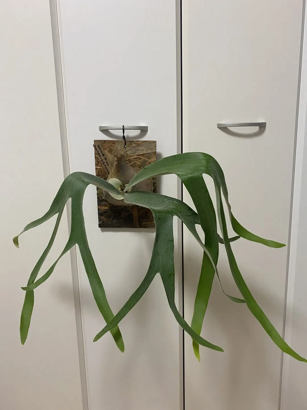 ホワイト&シャイン